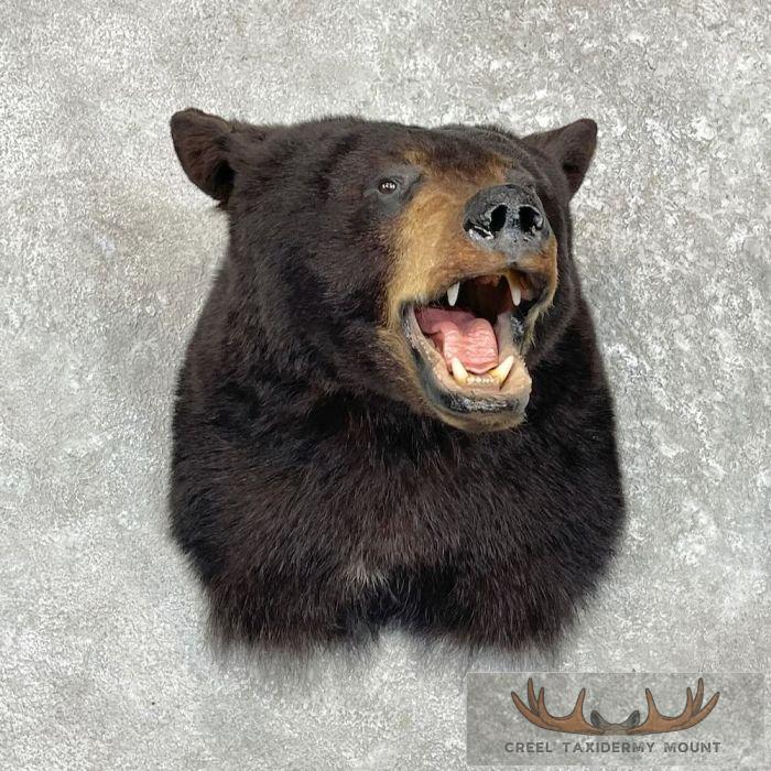 Black Bear Taxidermy Shoulder Mount For Sale