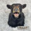 Black Bear Taxidermy Shoulder Mount For Sale