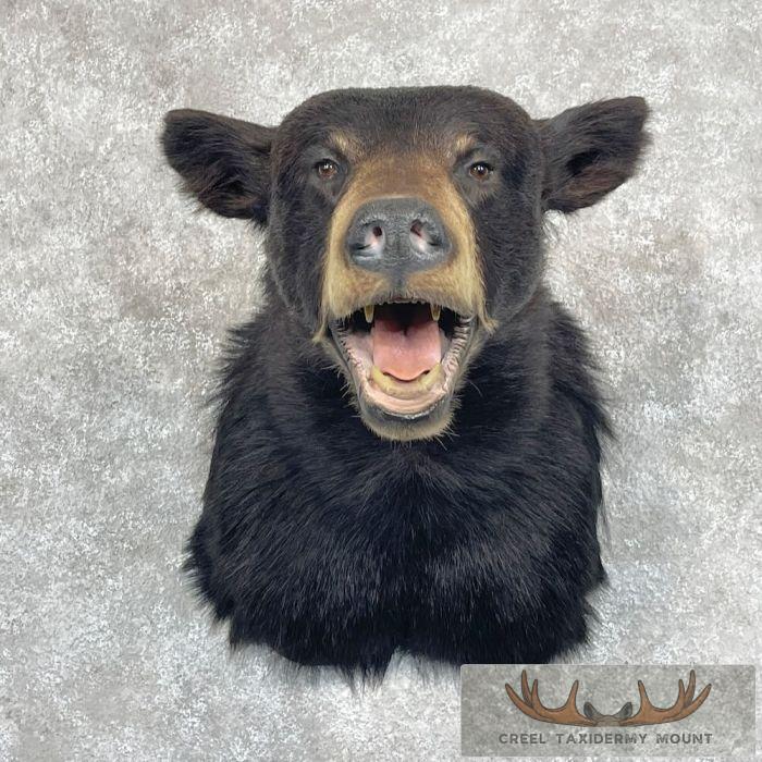 Black Bear Taxidermy Shoulder Mount For Sale