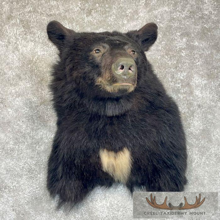 Black Bear Taxidermy Shoulder Mount For Sale