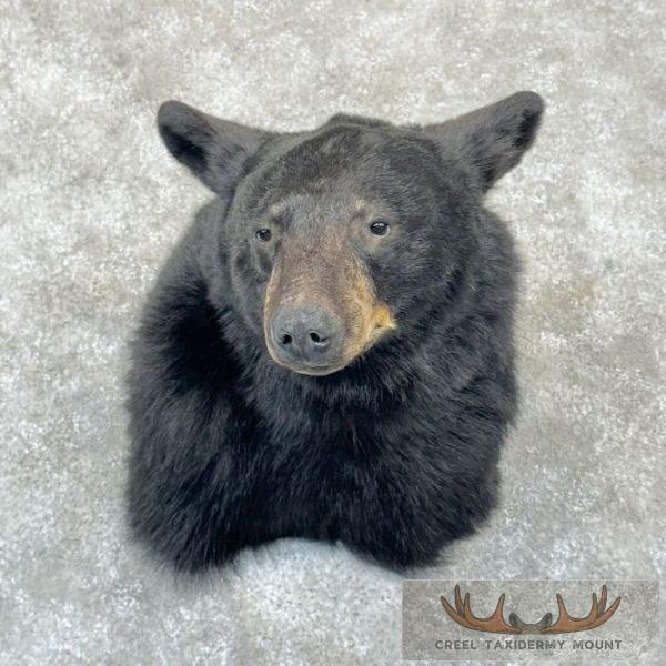 Black Bear Taxidermy Shoulder Mount For Sale