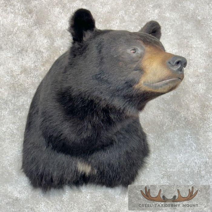 Black Bear Taxidermy Shoulder Mount For Sale