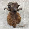 Black Corsican Ram Taxidermy Shoulder Mount For Sale