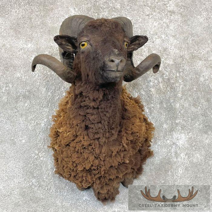 Black Corsican Ram Taxidermy Shoulder Mount For Sale