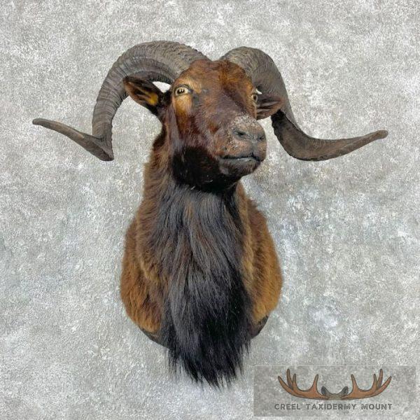 Black Corsican Ram Taxidermy Shoulder Mount For Sale