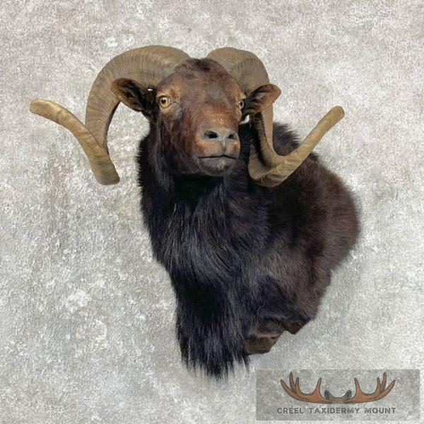 Black Corsican Ram Shoulder Mount For Sale