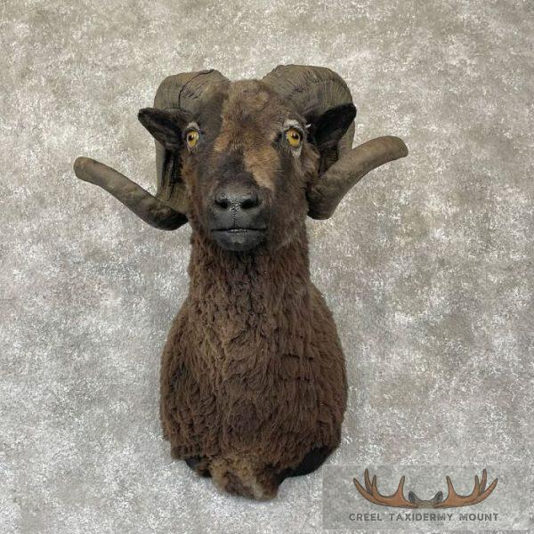 Black Corsican Ram Taxidermy Shoulder Mount For Sale