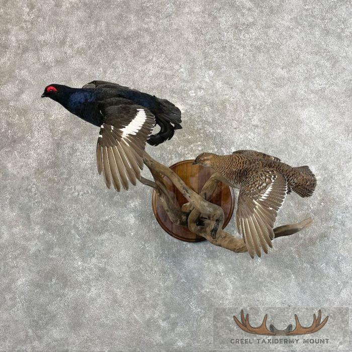 Black Grouse Pair Taxidermy Mount For Sale