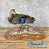 Black Mallard Hen Taxidermy Bird Mount For Sale