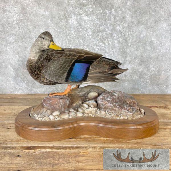 Black Mallard Hen Taxidermy Bird Mount For Sale