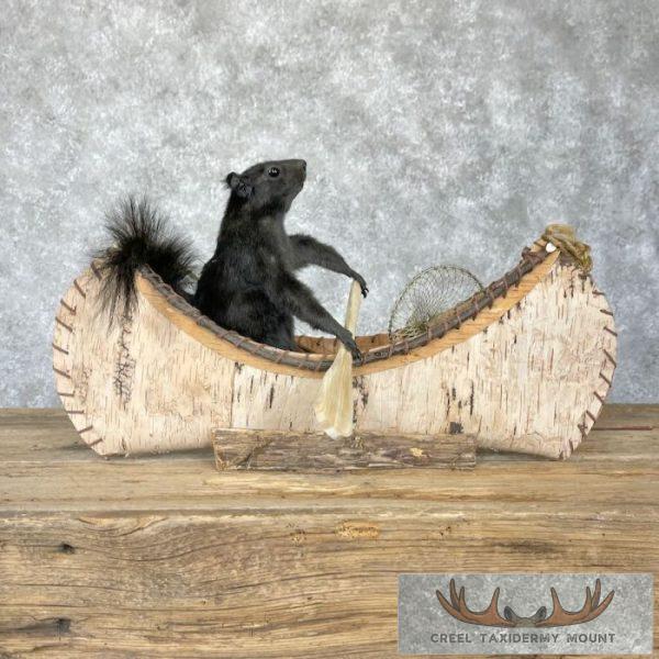 Black Squirrel Novelty Taxidermy Mount For Sale