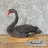 Black Swan Taxidermy Bird Mount For Sale