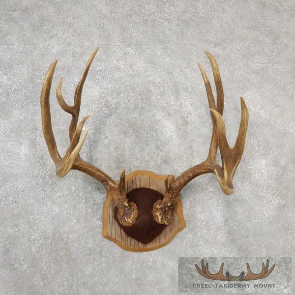 Columbian BlackTail Deer Antler Plaque Taxidermy Mount For Sale