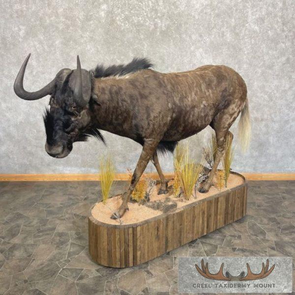 Black Wildebeest Life-Size Taxidermy Mount For Sale