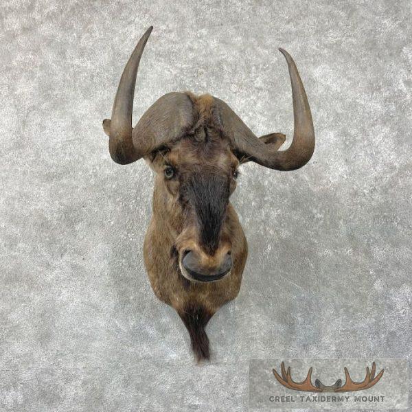 Black Wildebeest Taxidermy Shoulder Mount For Sale