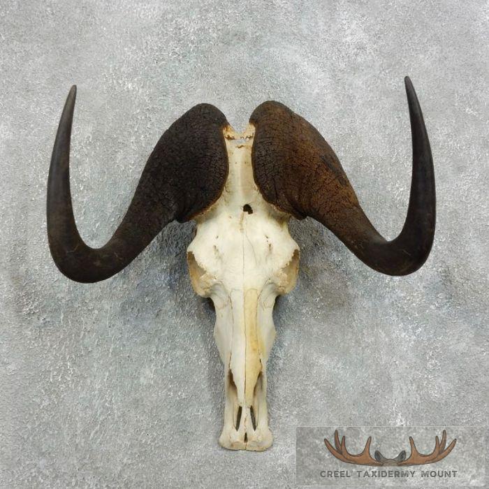 Black Wildebeest Skull European Mount For Sale