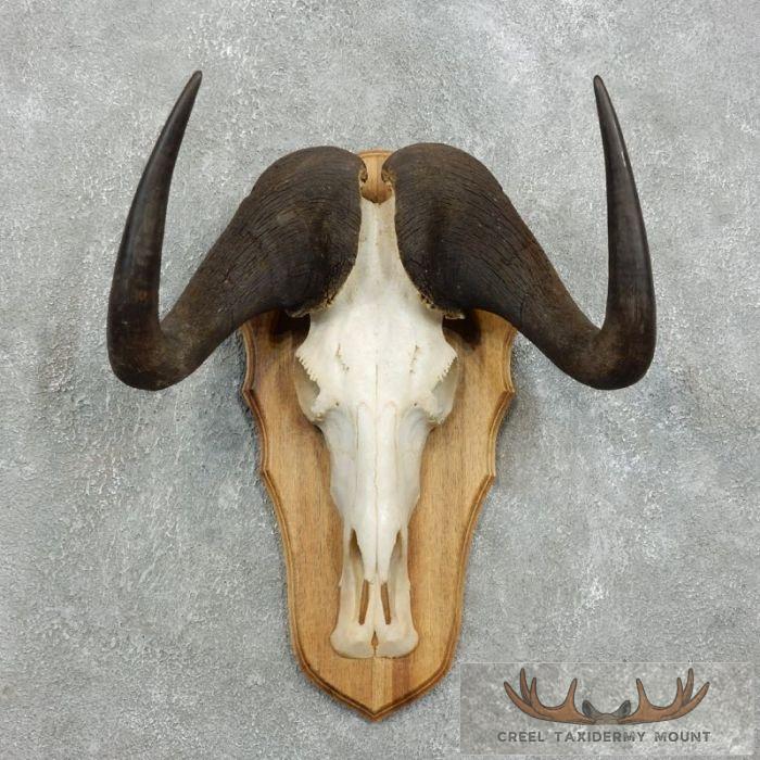 Black Wildebeest Skull European Mount For Sale
