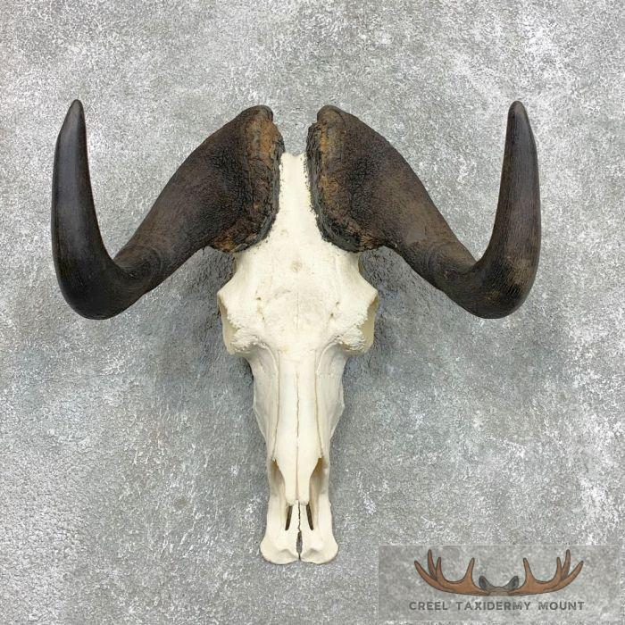 Black Wildebeest Skull European Mount For Sale