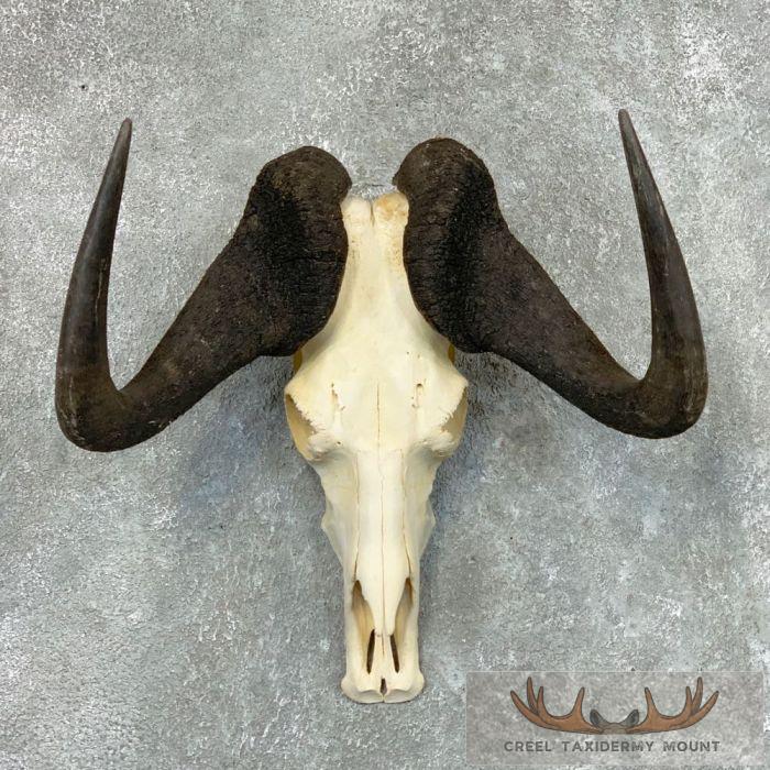 Black Wildebeest Skull European Mount For Sale