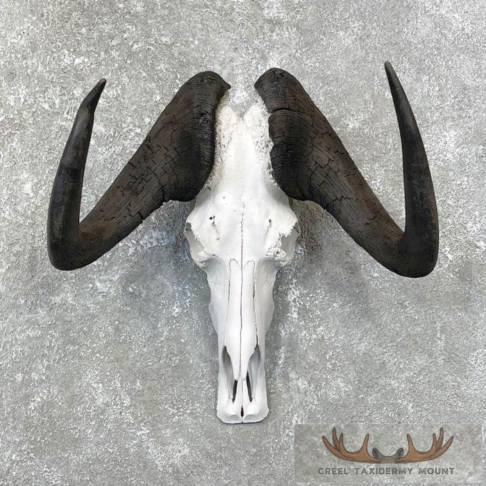Black Wildebeest Skull European Mount For Sale