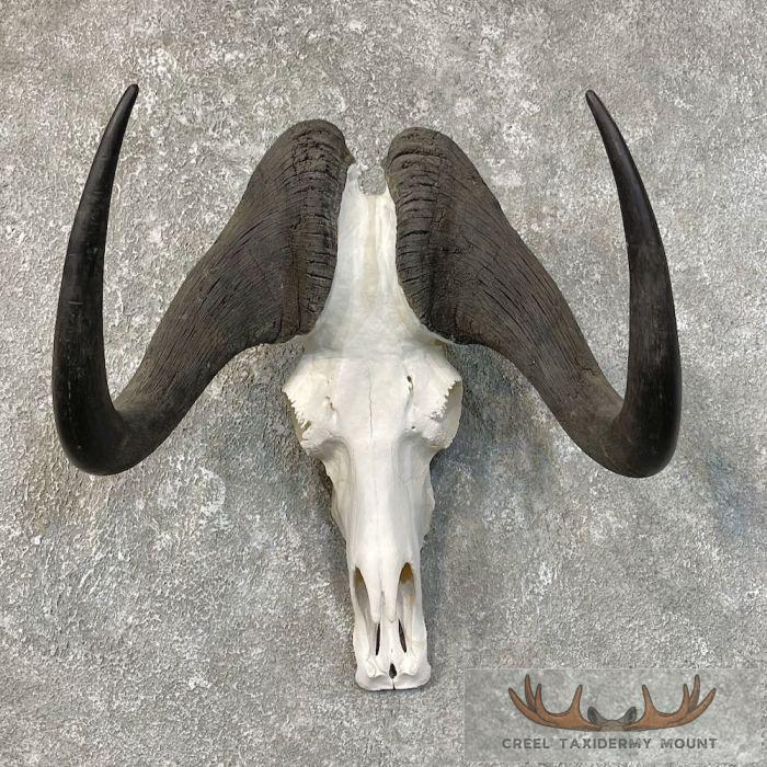 Black Wildebeest Skull European Mount For Sale
