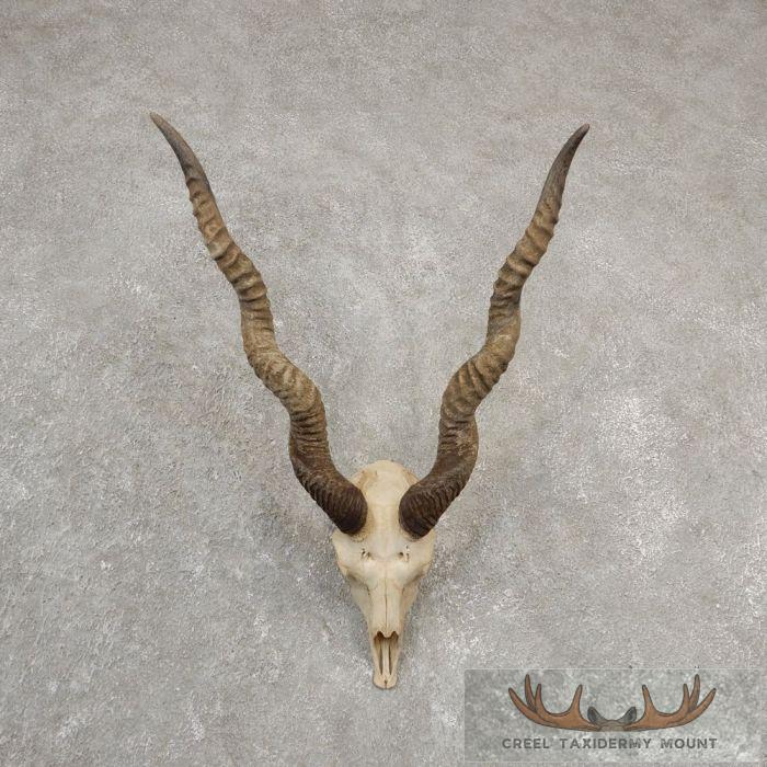 Blackbuck Skull & Horn European Taxidermy Mount For Sale