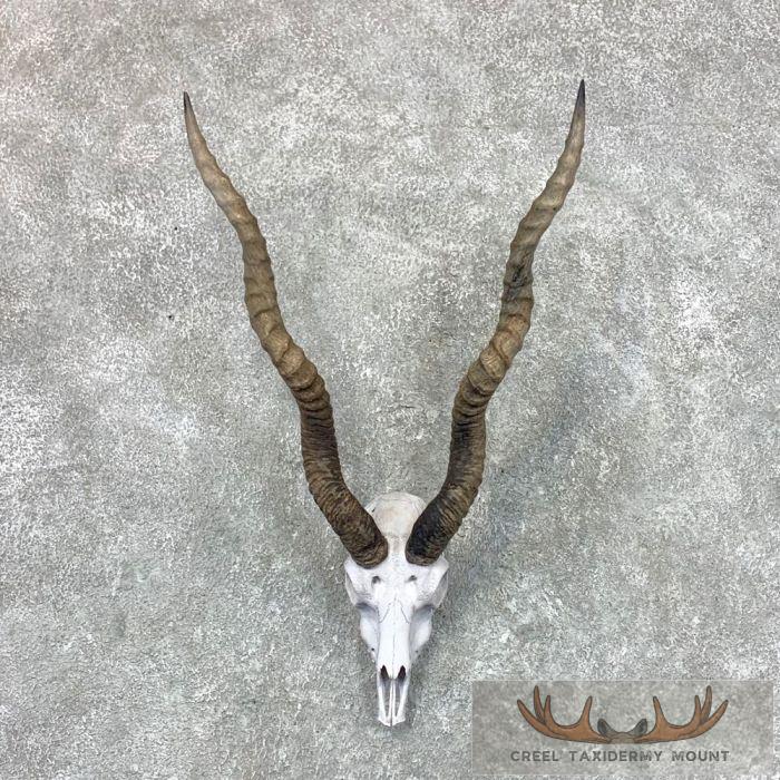 Blackbuck Skull & Horn European Taxidermy Mount For Sale