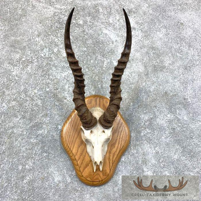 Blackbuck Skull & Horn European Plaque Taxidermy Mount For Sale