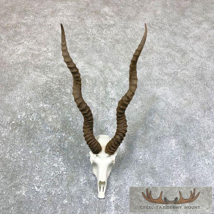 Blackbuck Skull & Horn 'European' Taxidermy Mount For Sale