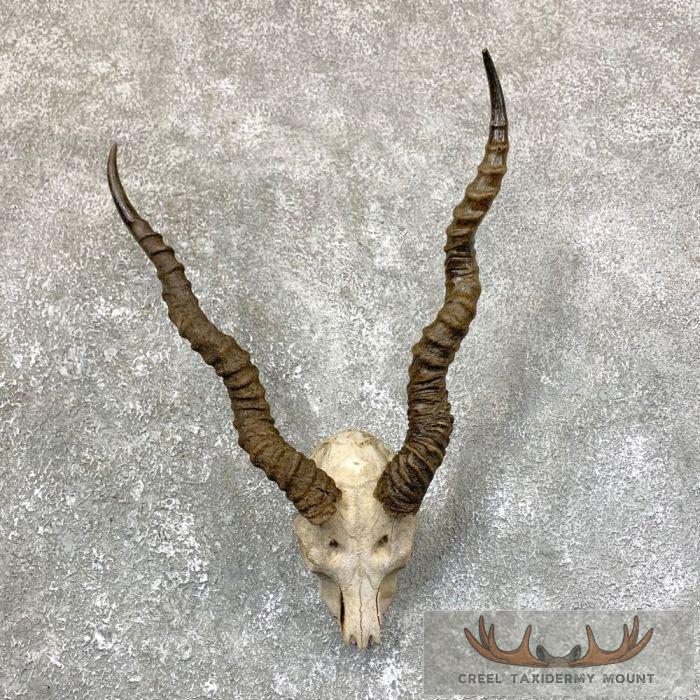 Blackbuck Skull & Horn 'European' Taxidermy Mount For Sale