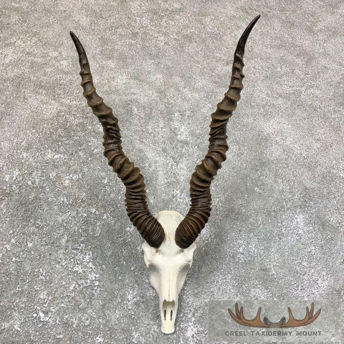 Blackbuck Skull & Horn 'European' Taxidermy Mount For Sale