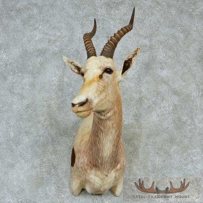 White Blesbok Taxidermy Shoulder Mount For Sale