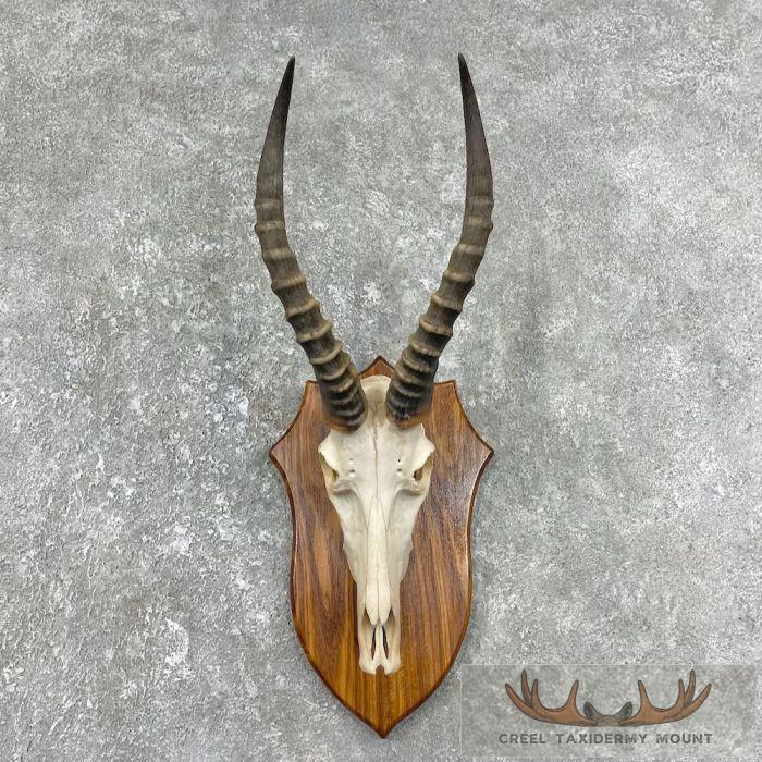 African Blesbok Skull & Horn European Mount For Sale