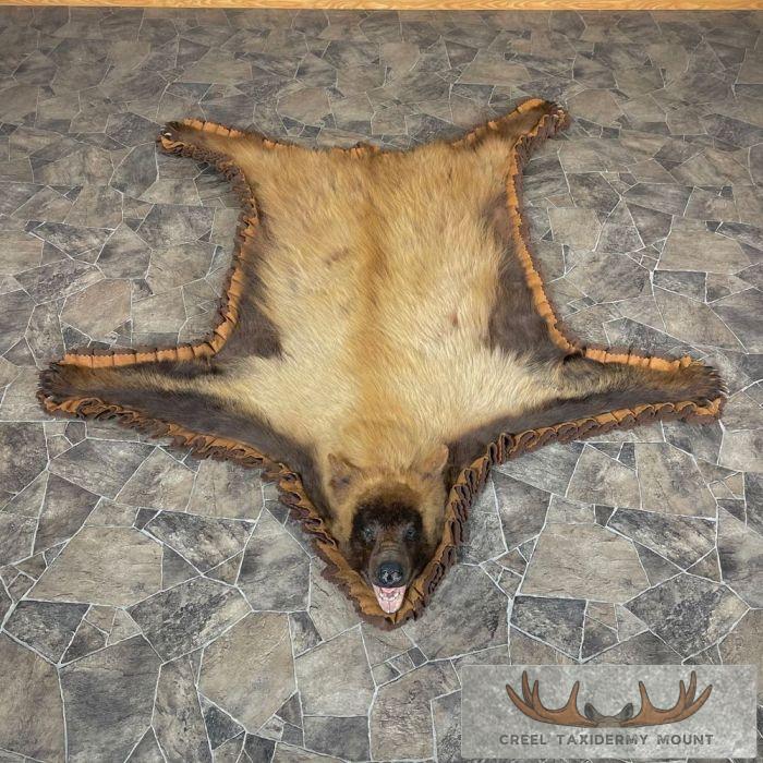 Blonde Phase Black Bear Full-Size Taxidermy Rug For Sale