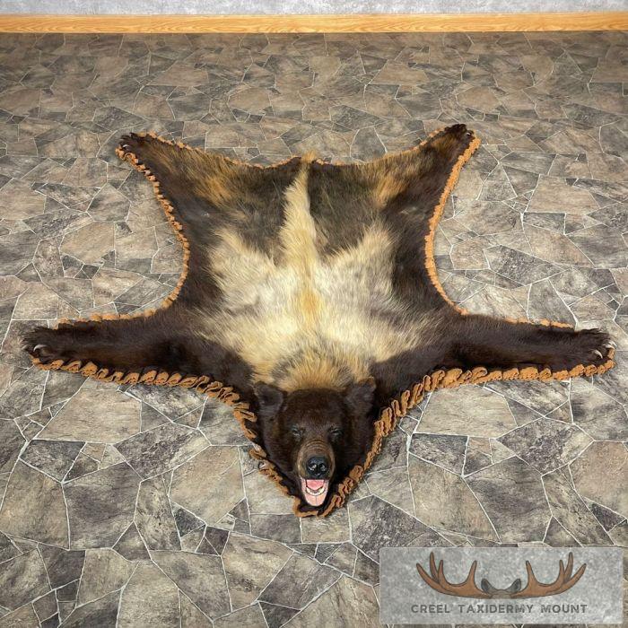 Blonde Phase Black Bear Full-Size Taxidermy Rug For Sale