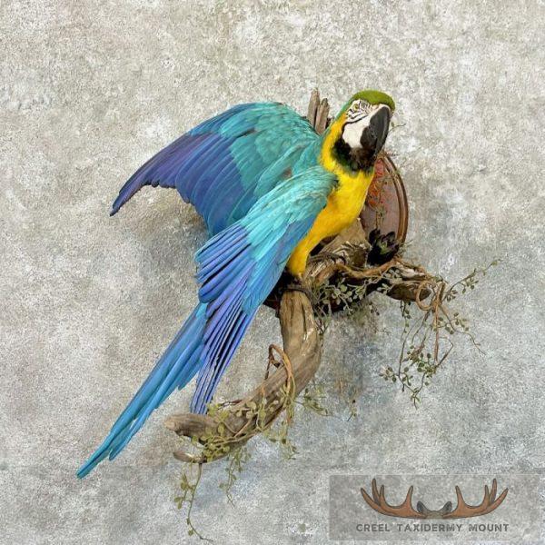 Blue-and-Yellow Macaw Taxidermy Bird Mount For Sale