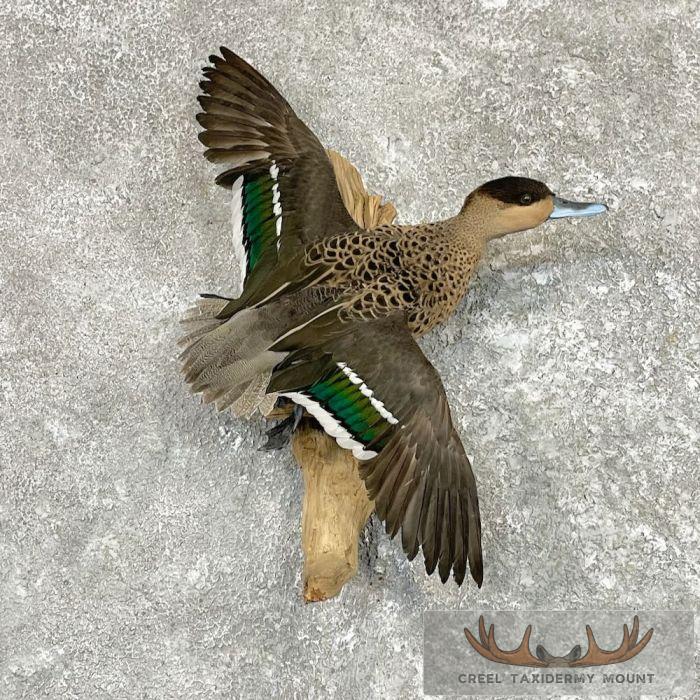 Blue Billed Teal Duck Taxidermy Mount For Sale