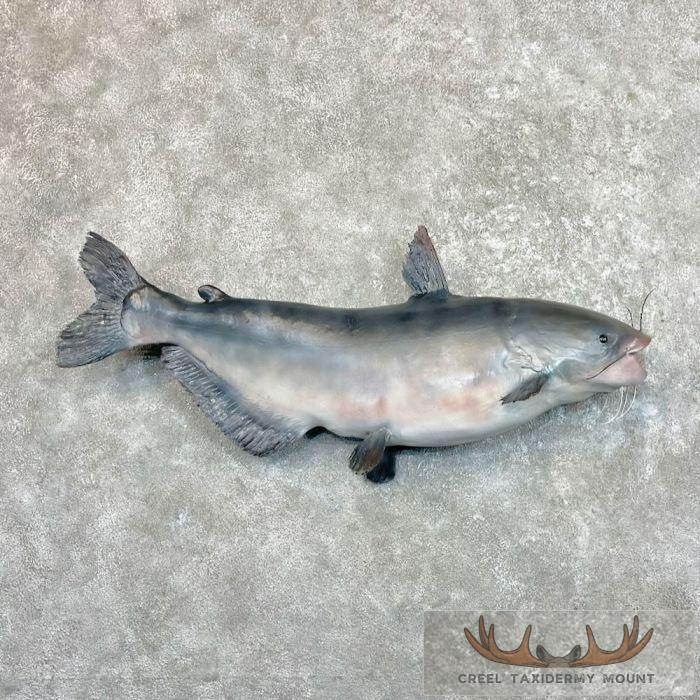 Blue Catfish Taxidermy Fish Mount For Sale