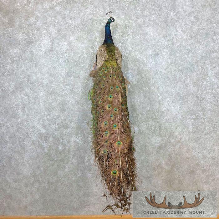 Blue Indian Peacock Taxidermy Mount For Sale