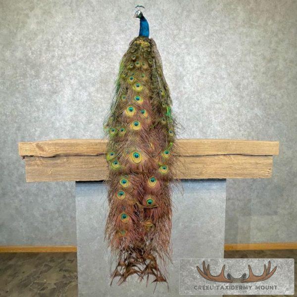 Blue Indian Peacock Taxidermy Mount For Sale