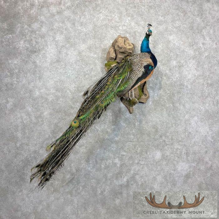 Blue Indian Peacock Taxidermy Bird Mount For Sale