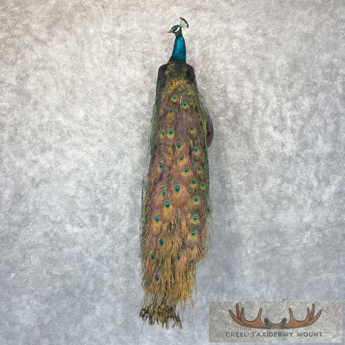 Blue Indian Peacock Taxidermy Mount For Sale