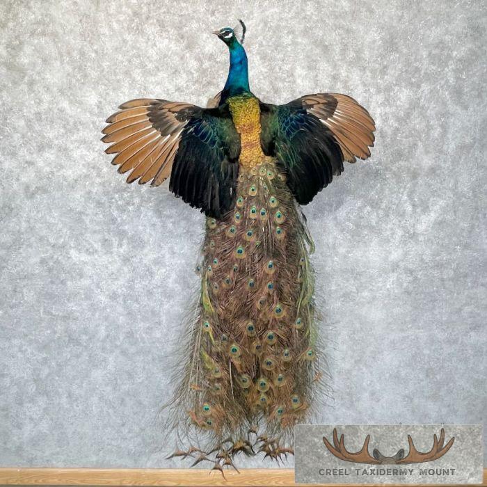 Blue Indian Peacock Taxidermy Mount For Sale