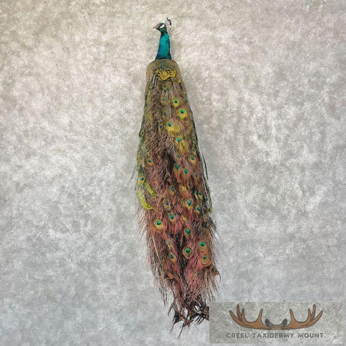 Blue Indian Peacock Taxidermy Mount For Sale
