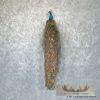Blue Indian Peacock Taxidermy Mount For Sale