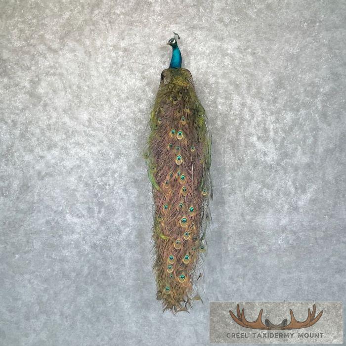 Blue Indian Peacock Taxidermy Mount For Sale