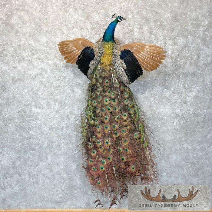Blue Indian Peacock Taxidermy Mount For Sale