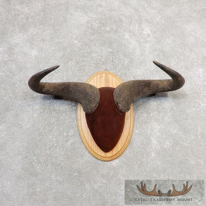 Blue Wildebeest Plaque Taxidermy Mount For Sale