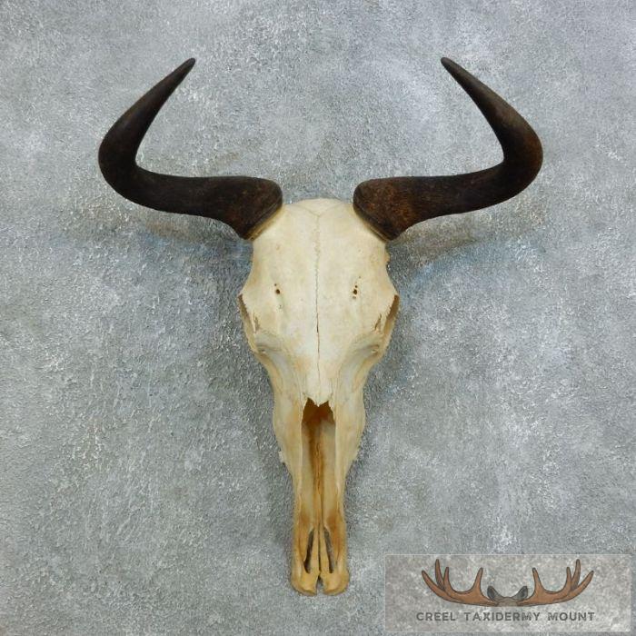Blue Wildebeest Skull European Taxidermy Mount For Sale