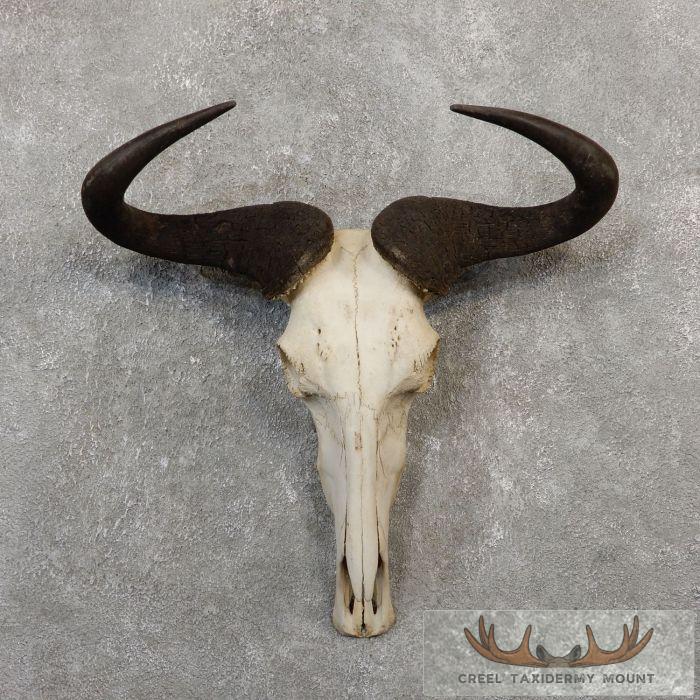 Blue Wildebeest Skull European Taxidermy Mount For Sale